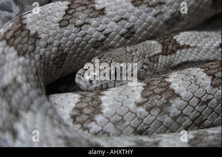 Eastern Diamondback Klapperschlange Crotalus adamanteus Stockfoto