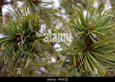 Nadeln des Baumes Latschenkiefer im Frühherbst Stockfoto