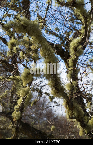 dh Lichen FLECHTEN UK Scotland Trees Sessioneiche Zweige mit Flechten Moos usnea filipendula auf Zweig schottischen Wald Stockfoto