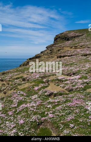 dh Marwick Head BIRSAY ORKNEY Blumenteppich Meer rosa Seacliff obenauf Stockfoto