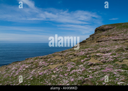 dh Marwick Head BIRSAY ORKNEY Teppich Meer rosa Blumen auf Seacliff Top Nordatlantik Stockfoto