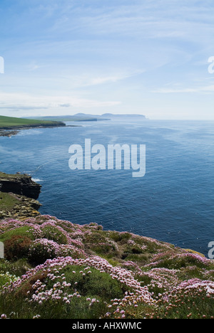 dh Marwick Head BIRSAY ORKNEY Seacliff Top rosa Blumen Nord-Atlantik Küste Stockfoto