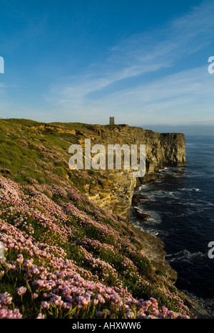 dh Marwick Head BIRSAY ORKNEY Kitchener Denkmal am RSPB Vogel Natur reservieren Sparsamkeit Blumen auf Seacliff Stockfoto