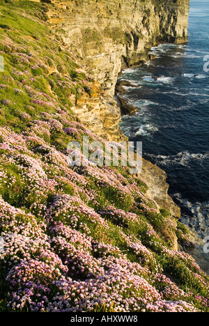 dh Marwick Head BIRSAY ORKNEY RSPB Vogel Naturschutzgebiet Sparsamkeit Meer rosa Blumen auf seacliff Stockfoto