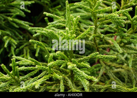 Schlanke grüne Äste von Picea orientalis im Herbst in Sussex, England, Großbritannien Stockfoto