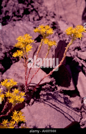 Breitblättrigen Fetthenne (Sedum Spathulifolium) Wildblumen blühen in British Columbia Kanada Stockfoto