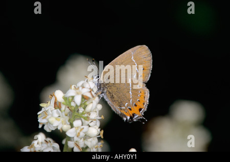 Schwarzen Zipfelfalter Schmetterling Strymonidia Pruni Erwachsenen Fütterung Stockfoto