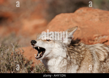 knurrend Coyote in Wüstenumgebung Mittelwert mit gefletschten Zähnen auf der Suche Stockfoto