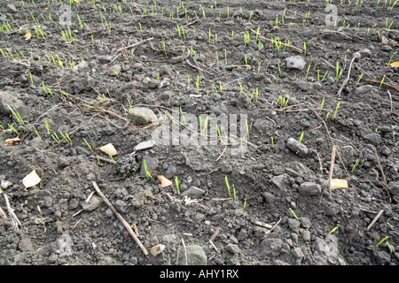 Junge Triebe Winterweizen Stockfoto