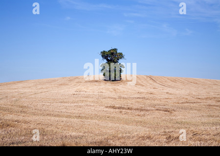 EIN EINSAMER EICHE BAUM STEHT AUF DER STIRN EINES HÜGELS, UMGEBEN VON GESCHNITTENEN WEIZEN Stockfoto