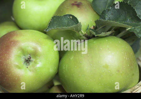 Windfall Bramley Apple im Spätsommer August Norfolk UK Stockfoto