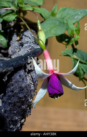 VERWENDET IN EINE BLUMENAMPEL FUCHSIA Stockfoto