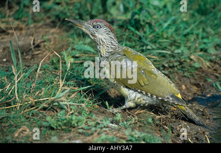 Juvenile Grünspecht August Chilterns Bucks Vereinigtes Königreich Stockfoto