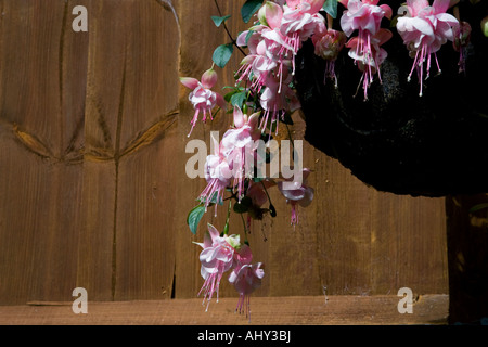 FUCHSIE VERWENDET IN EINEM HÄNGENDEN KORB GEGEN EINEN GARTENZAUN Stockfoto