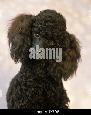 Toy Pudel Porträt Stockfoto