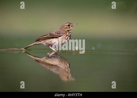 Baumpieper Anthus Trivialis Ungarn Stockfoto