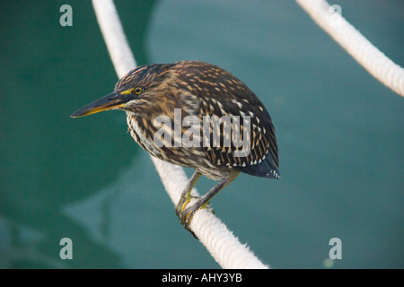 Lava wenig Heron in den Nationalpark Parque Nacional Santa Cruz Galapagos Inseln Stockfoto