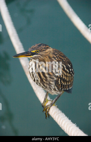 Lava wenig Heron in den Nationalpark Parque Nacional Santa Cruz Galapagos Inseln Stockfoto