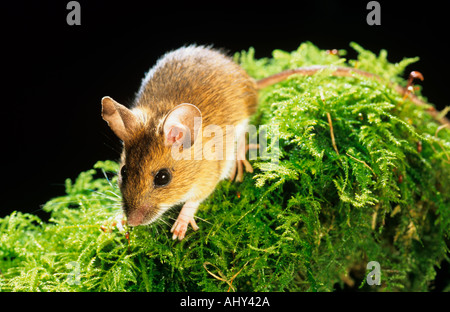 Wood Mouse Apodemus sylvaticus auf moosigen Baumstamm Stockfoto
