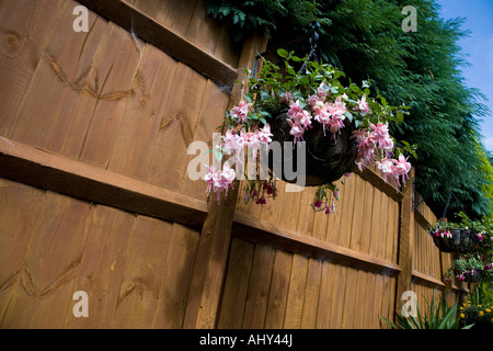 FUCHSIE VERWENDET IN EINEM HÄNGENDEN KORB GEGEN EINEN GARTENZAUN Stockfoto