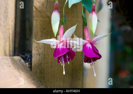 FUCHSIE IN EINEN HÄNGENDEN KORB GEGEN EINEN GARTENZAUN VERWENDET. IN DER NÄHE VON ZWEI OFFENE BLÜTEN UND ZWEI GESCHLOSSEN. Stockfoto