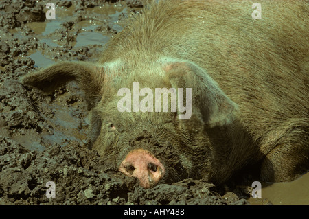 Schwein, die Abkühlung im Wallow Sommer Bucks UK Stockfoto
