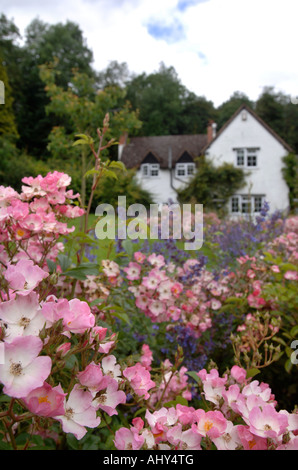 ROSA BALLERINA IN DEN GRENZEN VON HEREFORDSHIRE COTTAGE GROßBRITANNIEN Stockfoto