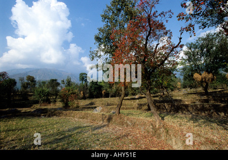 Wunderschöne ländliche Landschaft in Himachal Pradesh Indien mit terrassiertem Ackerland, roten Herbstbäumen und majestätischen Bergen unter hellem Himmel. Stockfoto