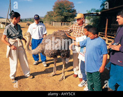 Touristen und Besucher treffen eine weibliche Strauß in Safari Ostrich Farm Oudtshoorn West Cape Südafrika Stockfoto