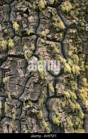 ARAUCARIA Baum, aka Monkey Puzzle, bellen, CLOSE UP, Nationalpark Lanin, grünen Flechten Argentinien Patagonien in Südamerika Stockfoto