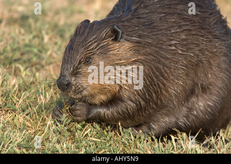 Biber Castor Canadensis Fütterung auf Wildpflanzen in einem städtischen Park Virginia USA Stockfoto