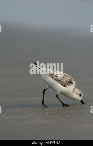 Sanderling Calidris Alba im Winterkleid Fütterung am Sandstrand durch Sondierung des Sandes mit seinem Schnabel Stockfoto
