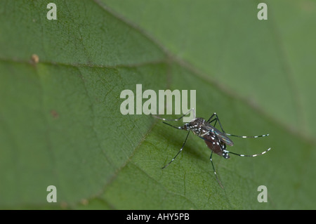 Asiatische Tigermücke (Aedes Albopictus) erwachsenes Weibchen. Seitenansicht. Stockfoto