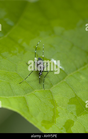 Asiatische Tigermücke (Aedes Albopictus) erwachsenes Weibchen. Porträt. Stockfoto