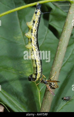 Europäische Papier Wespe Polistes Dominulus greift eine Catalpa Sphinx Motte Raupe. Ceratomia catalpae Stockfoto