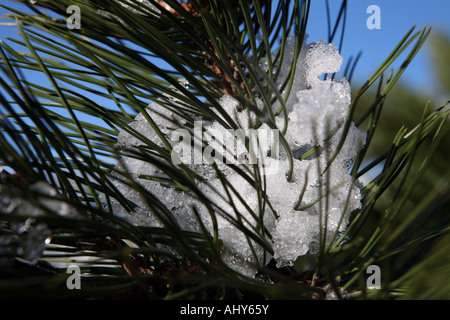 Schneeschmelze auf einem Ast der Kiefer in der Serra Da Estrela, Portugal Stockfoto