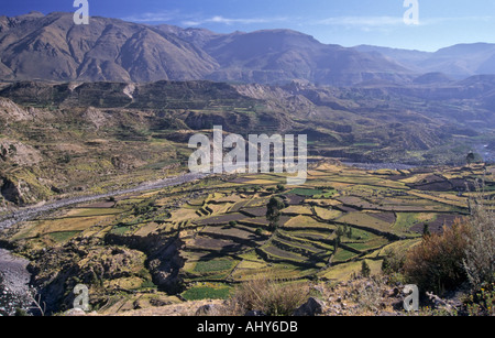 Terrassierung im Colca Canyon, Peru Stockfoto