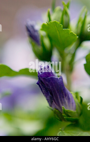 Nahaufnahme von Hibiscus Syriacus Oiseau Bleu auch bekannt als Blue Bird Stockfoto