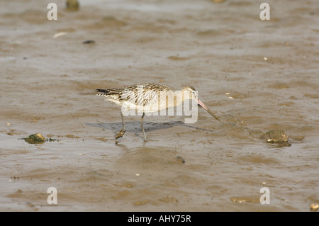 Bar-Tailed Uferschnepfe Limosa Lapponica Fütterung in Gezeiten Salzwiesen Creek Norfolk England Stockfoto