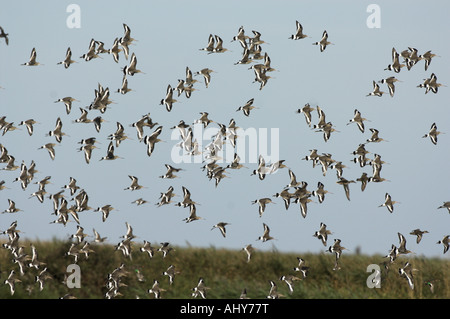 Black-Tailed Godwits Limosa Limosa Herde über coastal Freshmarsh Norfolk England September Stockfoto