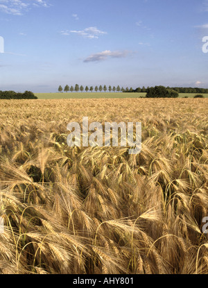 Die Gerstenernte ist in der Landschaft von Essex England, Großbritannien, fast reif für die Ernte Stockfoto