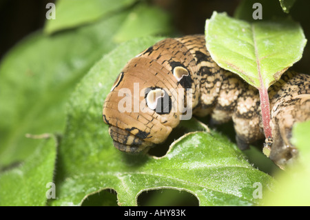 Elephant Hawk Moth Raupe Dielephila Elpenor Fütterung auf Garten Fuschia Norfolk England September Stockfoto