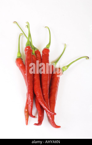 frische rote Chilischoten auf weißem Hintergrund Stockfoto