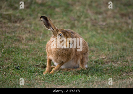 Brauner Hase Lepus Europaeus Sommer Stockfoto