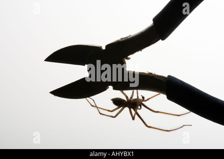 Die Hausspinne Parasteatoda tepidariorum Stockfoto