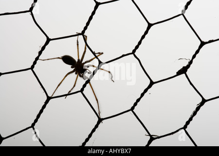 Die Hausspinne Parasteatoda tepidariorum Stockfoto