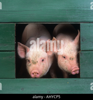 Ferkel im Stall Hof Stockfoto