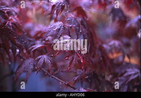 Nahaufnahme von japanischer Ahorn Acer Palmatum Bloodgood Stockfoto