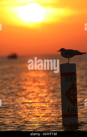 Möwe stehend auf Schwimmen Boje Stockfoto