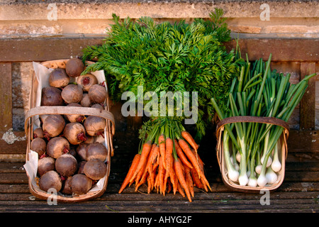 EINE AUSWAHL AN FRISCHEM GEMÜSE AN OZLEWORTH PARK SOUTH GLOUCESTERSHIRE UK Stockfoto